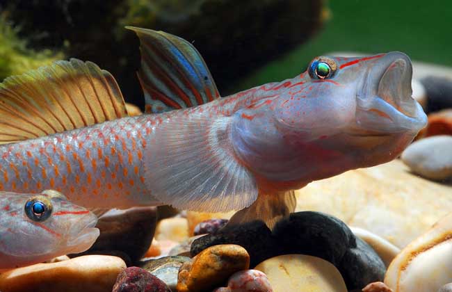 还有一些东南亚产的汽水虾虎鱼,比如小蜜蜂鱼(道氏短虾虎)等热带品种