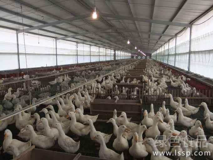 棚架养鸭疫病少效益高如何用大棚棚架养鸭