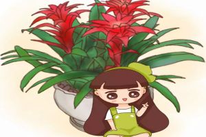 这花一开8个月，花朵比拳头大，漂亮还好管，你不养一盆...