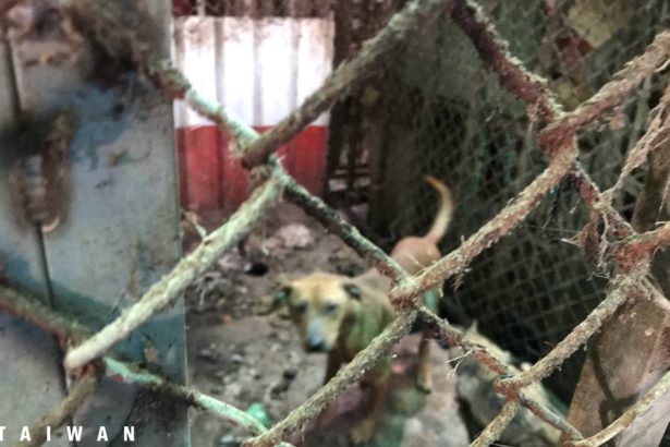 私人狗场沦炼狱，狗尸被啃一半弃置笼内，207犬猫被救出待认养