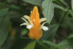 金苞花怎么施肥