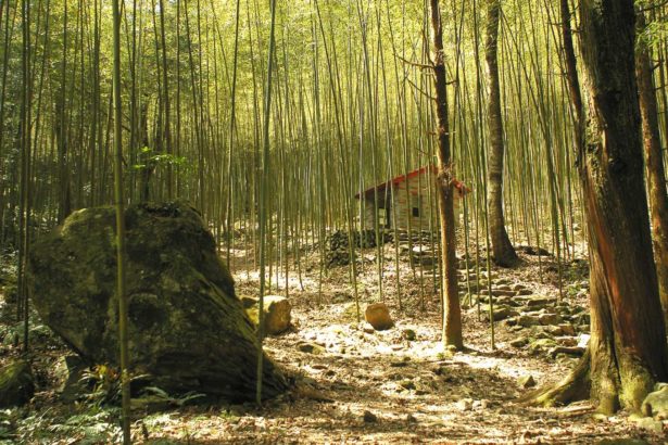 研究：国家森林游乐区负离子浓度比都市高三倍，芬多精杀菌抗发炎焦虑