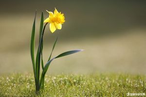 水仙开花后怎么处理