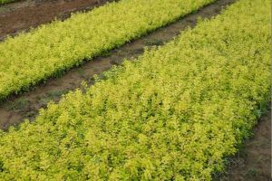 金叶佛甲草的繁殖方法