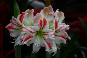 朱顶红一年开几次花