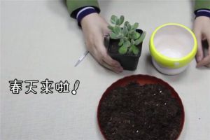 多肉植物怎么换盆