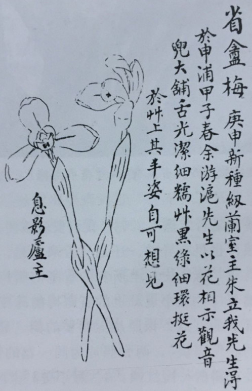 省盦梅春兰