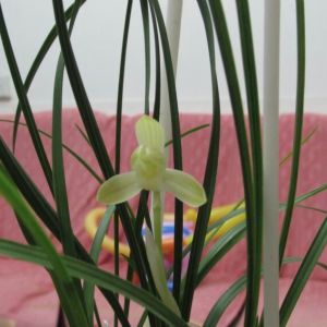 蕙兰引种苗长不大大的原因
