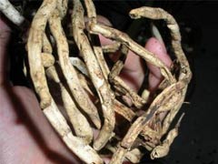 兰花空根怎么处理
