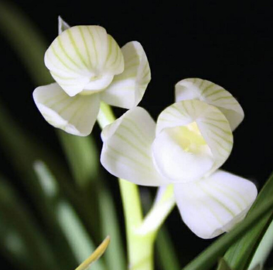 秋月素(春花秋月)莲瓣