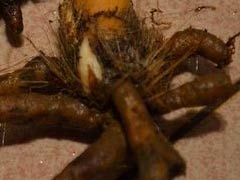 兰花老芦头的捂法（图文）
