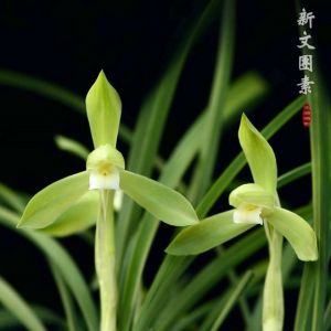 新文团素春兰