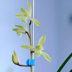 素衣朱绣(琥珀冰心)蕙兰