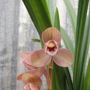 金太阳春剑