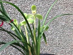 兰花不开花的原因(兰友经验)