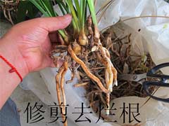 兰花怎么上盆（图文）