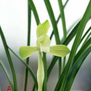 天娥素春兰