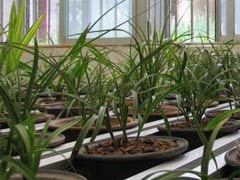 兰花秋季管理