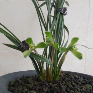 缟草缟花梅瓣