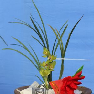 兰花冻伤