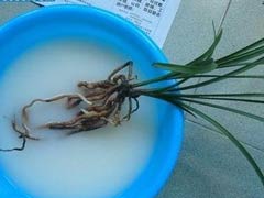 多菌灵如何给兰花消毒