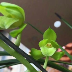 兰花在南方如何春化