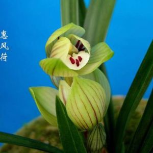 蕙风荷春兰