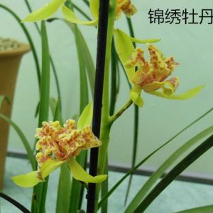 兰花引种如何从根上判断