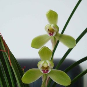 太白仙春兰
