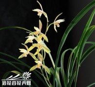 诊断与矫治兰花营养缺乏症