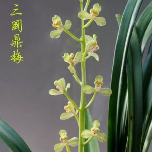 三国鼎梅秋榜