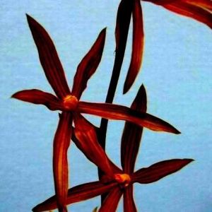 墨兰叶剑兰花： 墨兰叶剑什么样子？墨兰叶剑兰花有什么特点