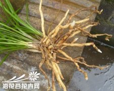 养兰先养好兰的根
