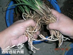 兰花的繁殖方法