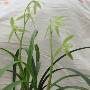 新手养兰需看的一些建议