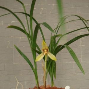 金阳荷春兰
