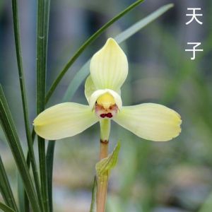 天子春兰