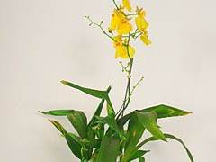 文心兰好养吗