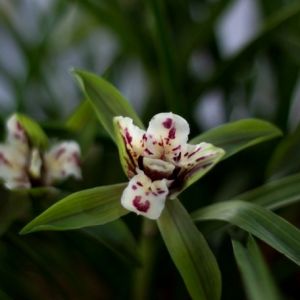 天星蕊蝶春兰