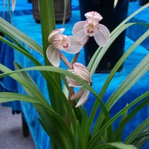 圆梦荷莲瓣