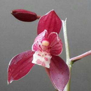 茶城红秋榜