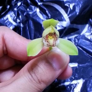 梅州荷仙建兰