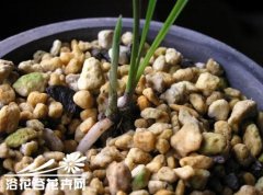 国香居：捂芽的植料转换