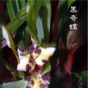 茎腐软腐叶心进水