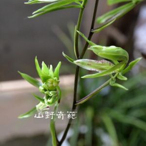 绿孔雀寒兰