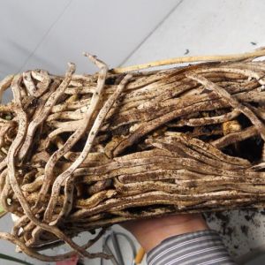 养蕙兰翻盆心得