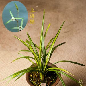 上海锦寒兰