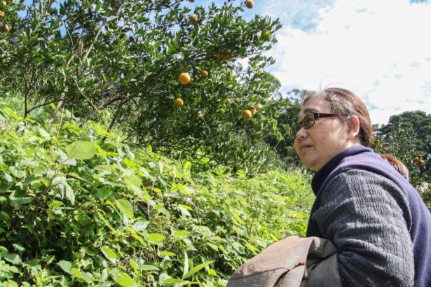 百年历史风土，独特大屯山火山土壤│草山柑浓厚酸甜好滋味