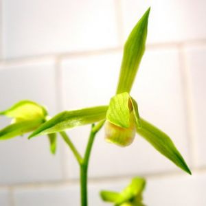 复兴宝墨兰