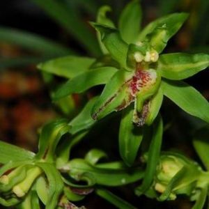 海川菊蕙兰种植基地及花卉品种介绍
